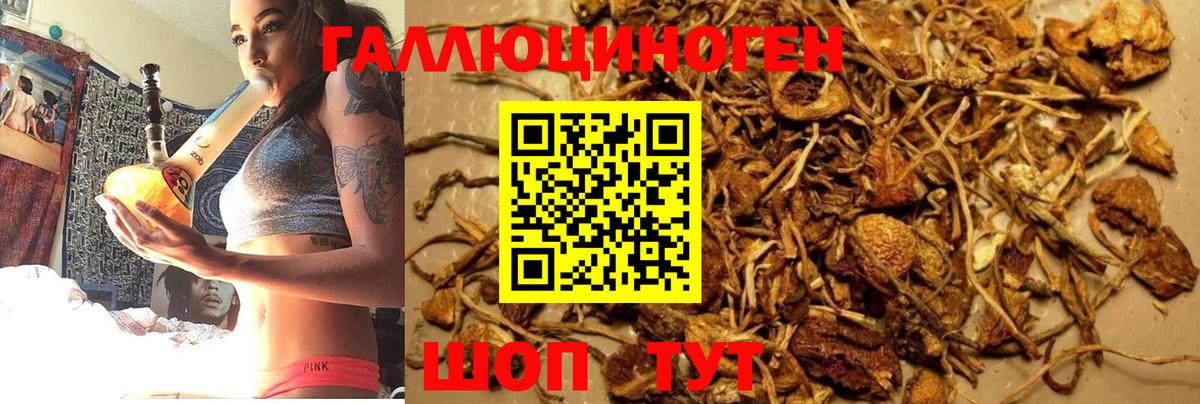 Галлюциногенные грибы Psilocybine cubensis Краснознаменск
